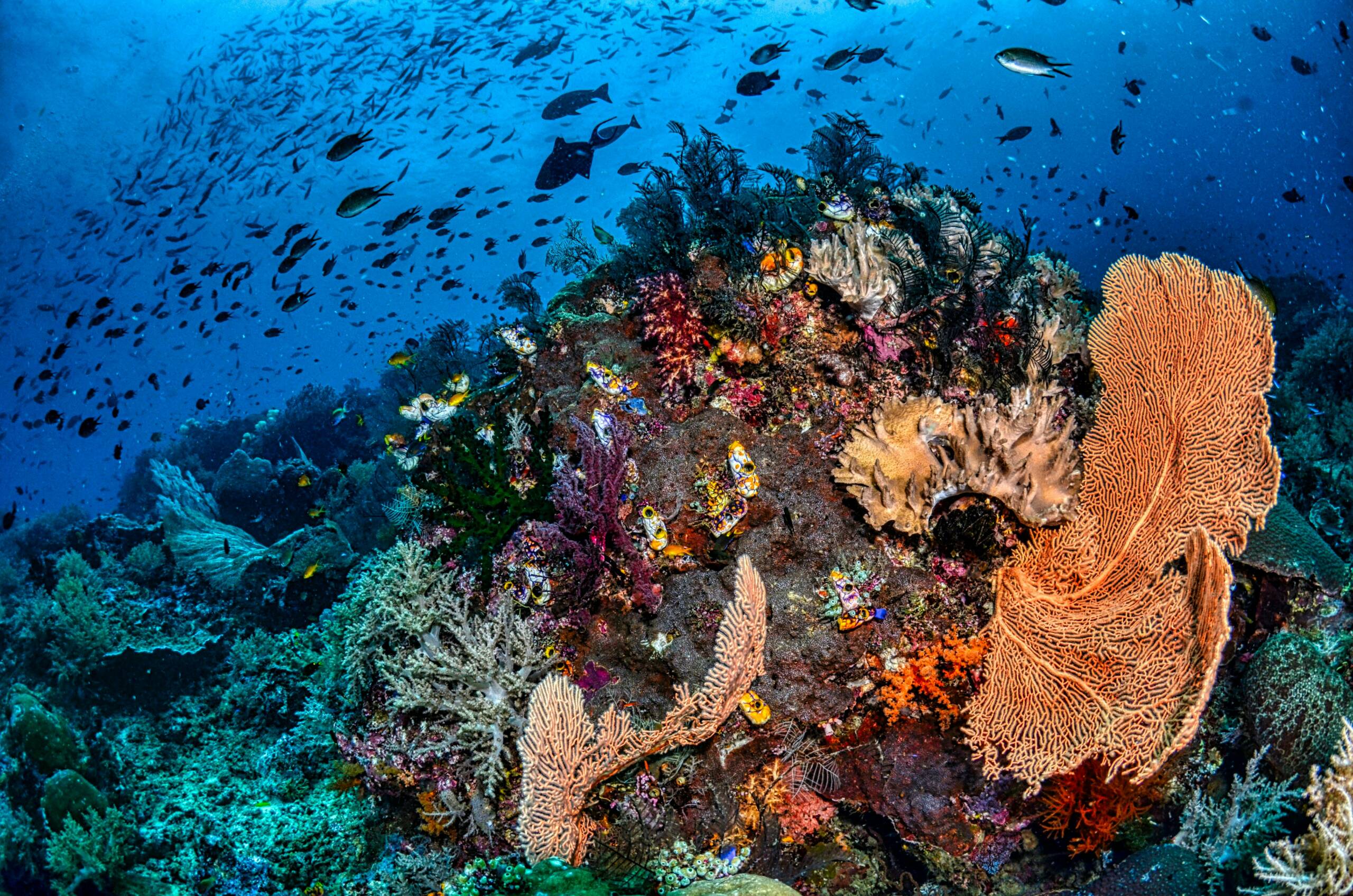 Dampier Strait tropical waters, Raja Ampat